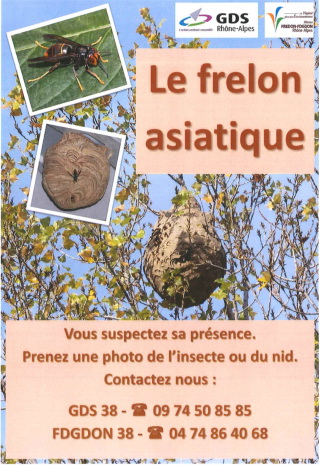 bellegarde-poussieu-frelon-asiatique